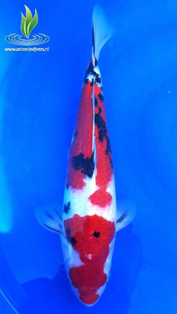 089 Sanke, Dieren en Toebehoren, Karper of Koi