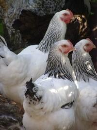 Kippen Barnevelder Harco Marans Sussex Bleu de lande, Dieren en Toebehoren, Pluimvee, Vrouwelijk, Kip