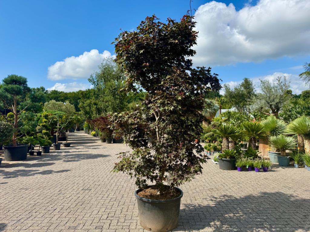Acer palmatum Bloodgood - Japanse esdoorn 260/280 cm te koop, In pot, Bloeit niet, Halfschaduw, 250 tot 400 cm
