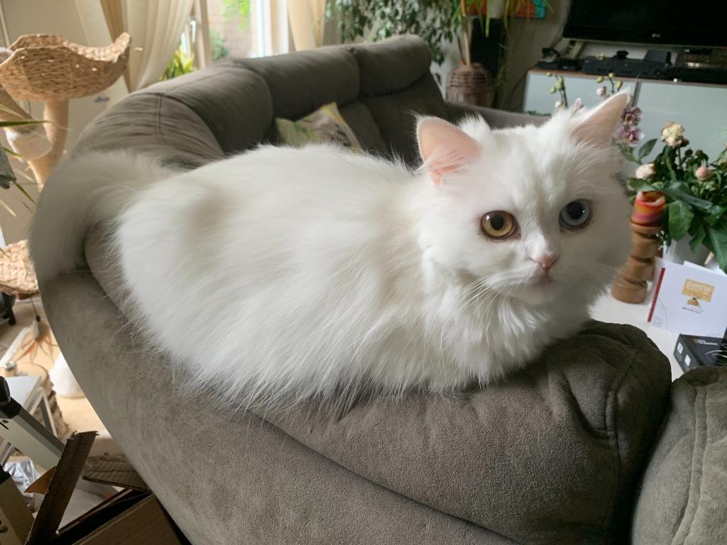 Gezocht: Perzische dekkater voor kittens, Dieren en Toebehoren