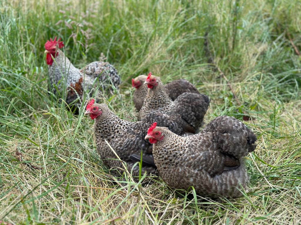 Jonge tamme Cochin kriel koekoek patrijs gesekst en ingeënt, Vrouwelijk, Kip