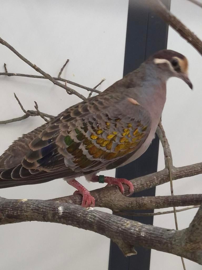 1-0 Bronsvleugel duif, Dieren en Toebehoren, Vogels | Duiven, Mannelijk, Overige soorten
