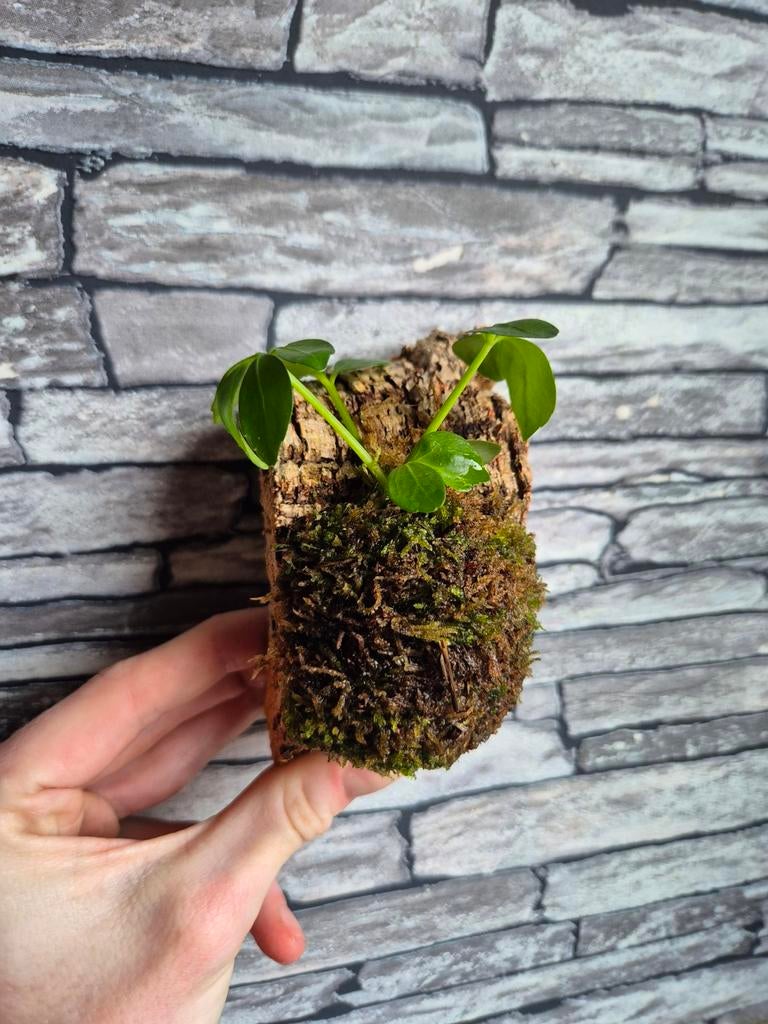 Schefflera op kurk mini, Overige soorten, Minder dan 100 cm, Groene kamerplant, Halfschaduw