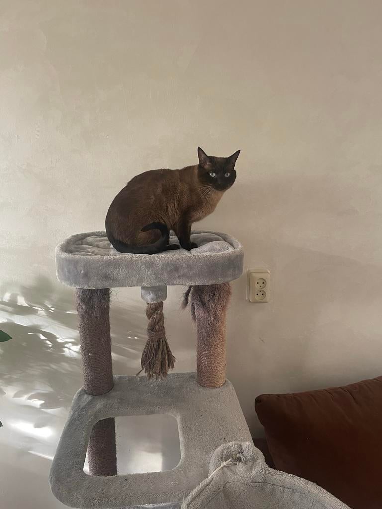 Siamese dekkater, Dieren en Toebehoren, 3 tot 5 jaar