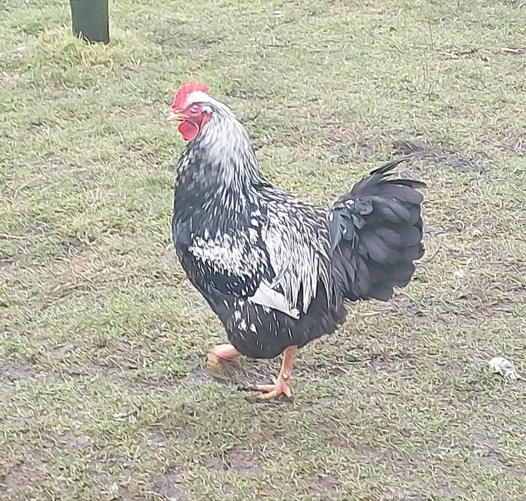 Barnevelder, zilver gezoomd, groot., Dieren en Toebehoren, Pluimvee, Mannelijk, Kip