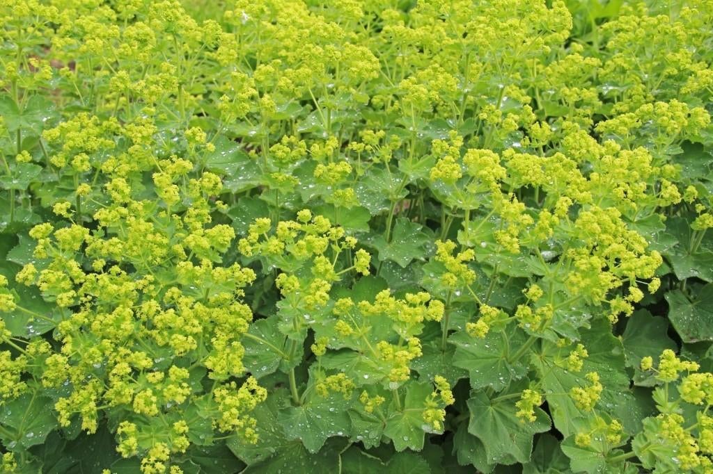 Alchemilla mollis/ Vrouwen mantel, Tuin en Terras, Planten | Tuinplanten, Ophalen, Bodembedekkers, Volle zon, Vaste plant