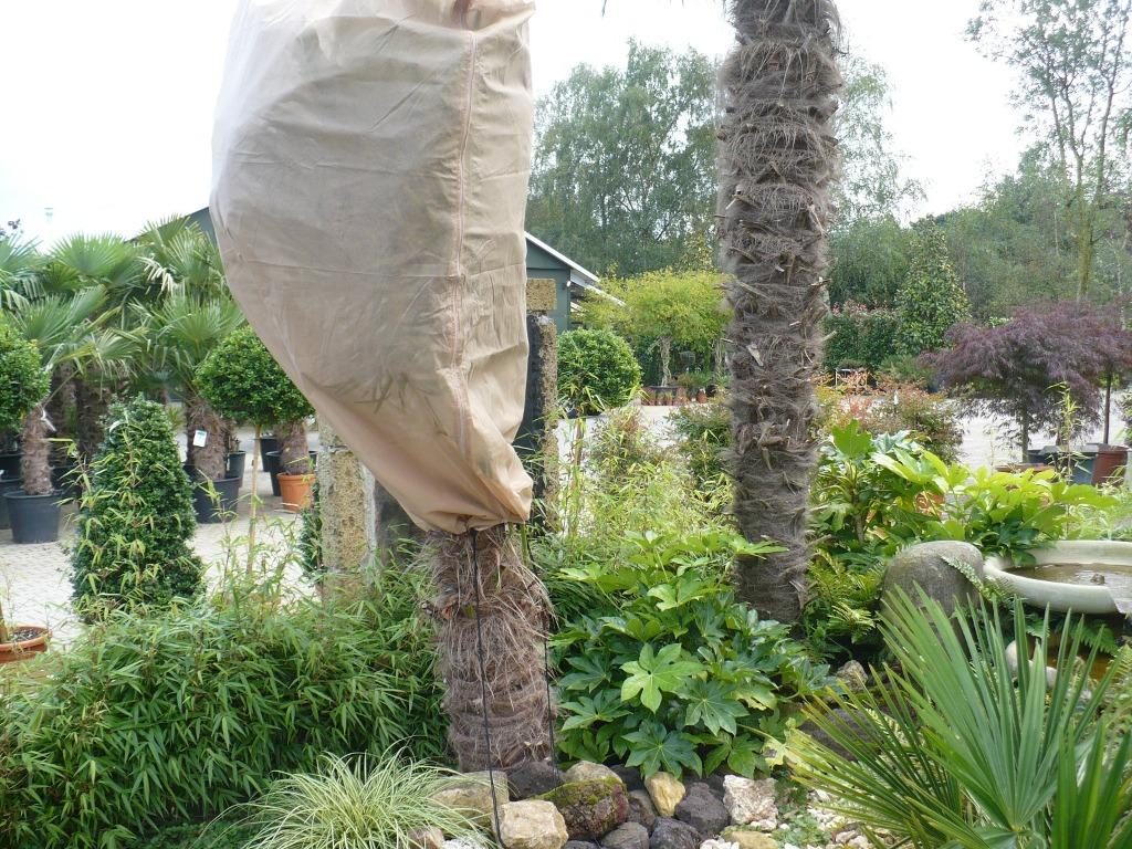 Winterbescherming-vorstbescherming voor palmboom, Ophalen of Verzenden, Winter, Palmboom