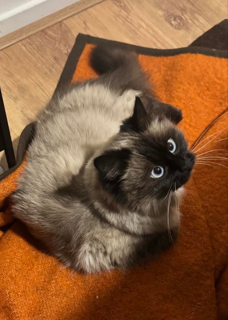 🐾 Verwacht Ragdoll kittens 🐾, Dieren en Toebehoren, Katten en Kittens | Raskatten | Korthaar, Meerdere dieren, Gechipt