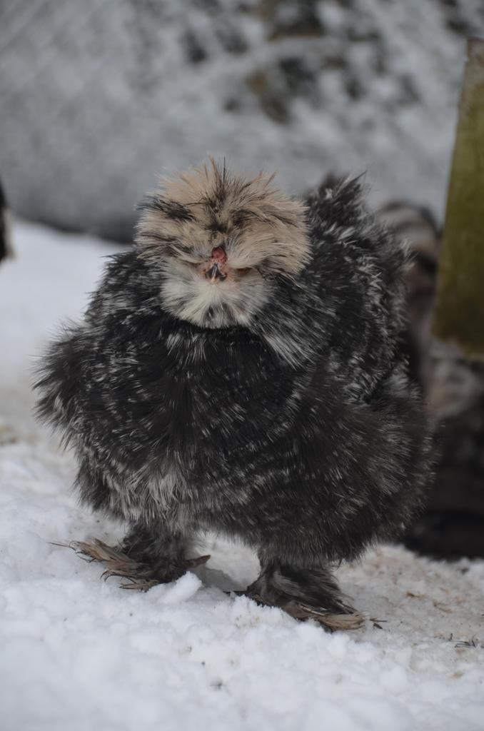 Broedeieren zwart motteld USA zijdehoen(der), Meerdere dieren, Kip