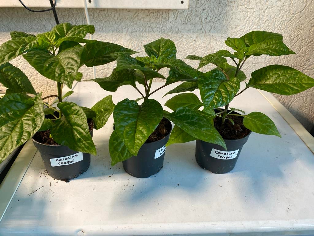 Carolina Reaper  - Extreem Heet!, Ophalen, Volle zon, Zomer, Groenteplanten