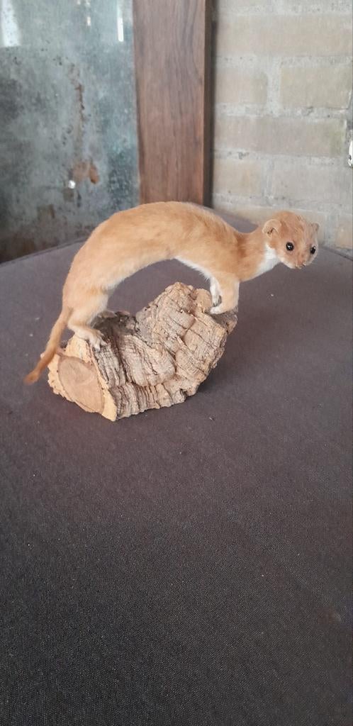 Opgezette wezel, Verzamelen, Dierenverzamelingen, Ophalen