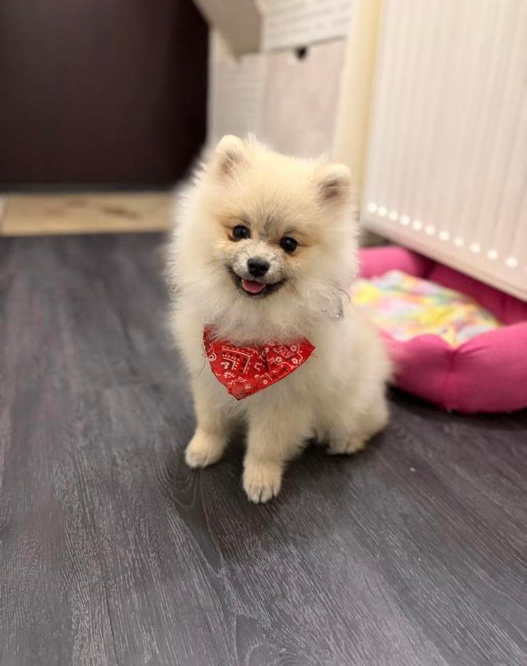 Lieve speelse pomeriaan Pup zoekt een nieuwe huis, 15 weken tot 1 jaar, Parvo, Eén hond, Nederland