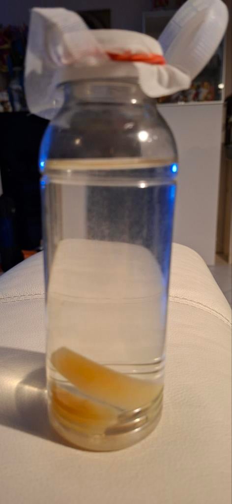 Azijnaaltjes, Dieren en Toebehoren, Vis