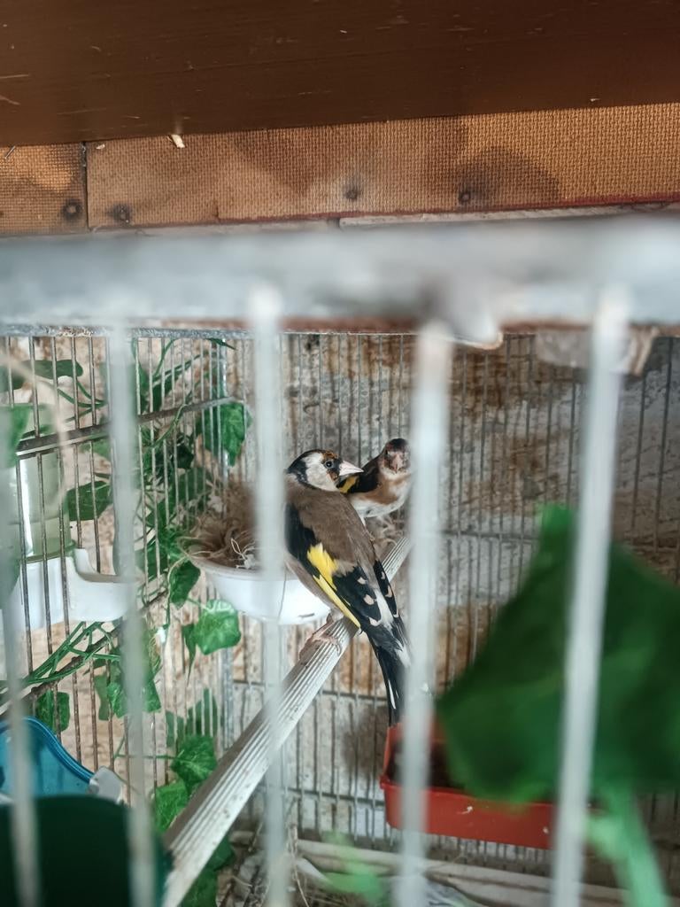 Twee koppel putter parva vogels., Dieren en Toebehoren, Vogels | Kanaries, Meerdere dieren, Bastaard