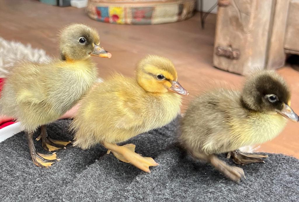 Indische loopeend kuikens pulletjes, Geslacht onbekend, Eend