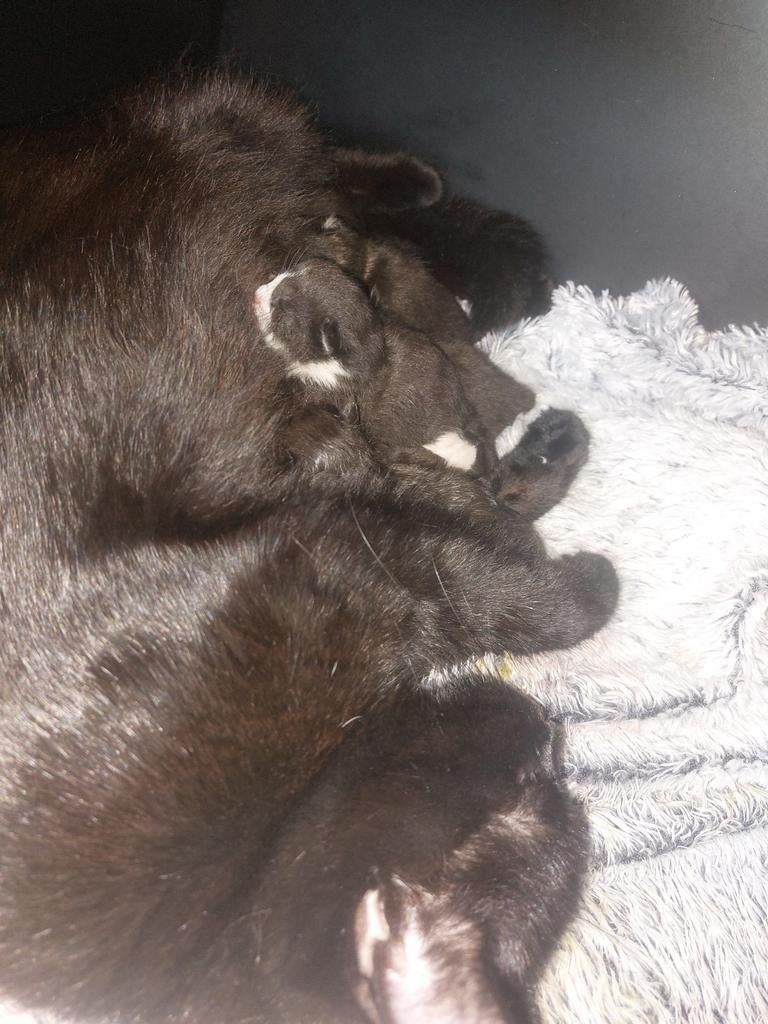 Kittens, Meerdere dieren, Ontwormd, 0 tot 2 jaar