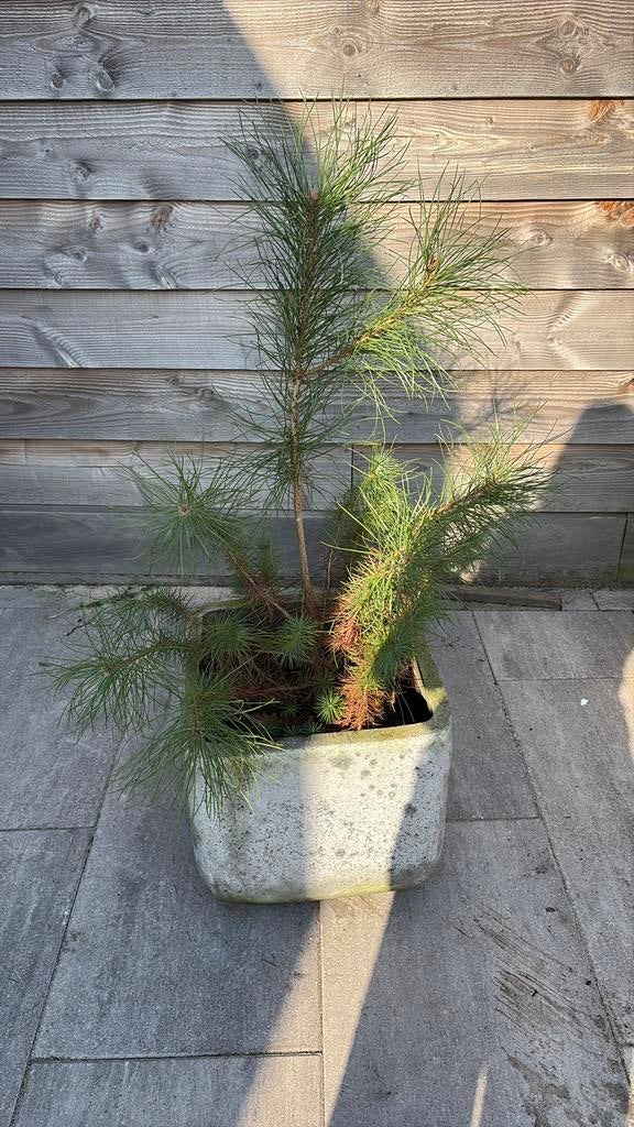 Vierkante beton bloemenbak met den stuik, Ophalen, Bloeit niet, Halfschaduw, Overige soorten