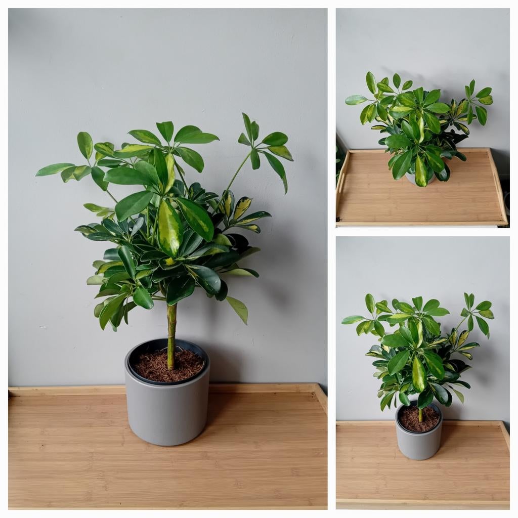 Kamerplant schefflera bonsai 50cm, Ophalen, Halfschaduw, In pot, Minder dan 100 cm