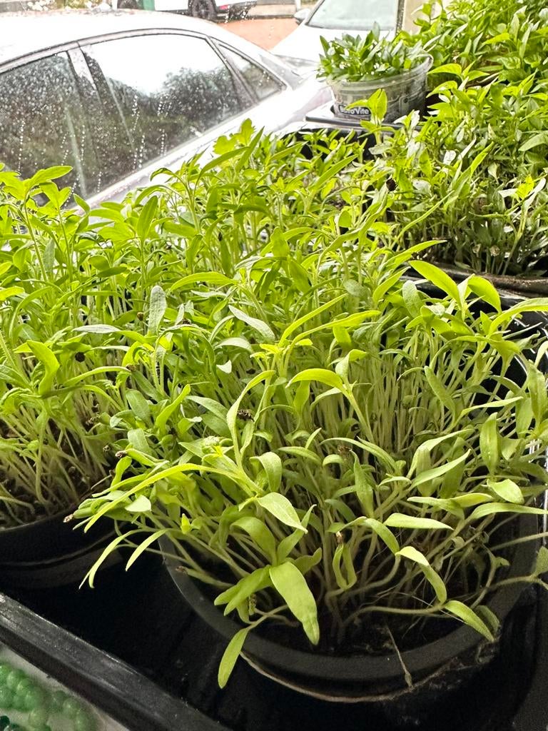 Paprika stekjes, Tuin en Terras, Planten | Tuinplanten, Ophalen of Verzenden, Eenjarig, Groenteplanten, Volle zon