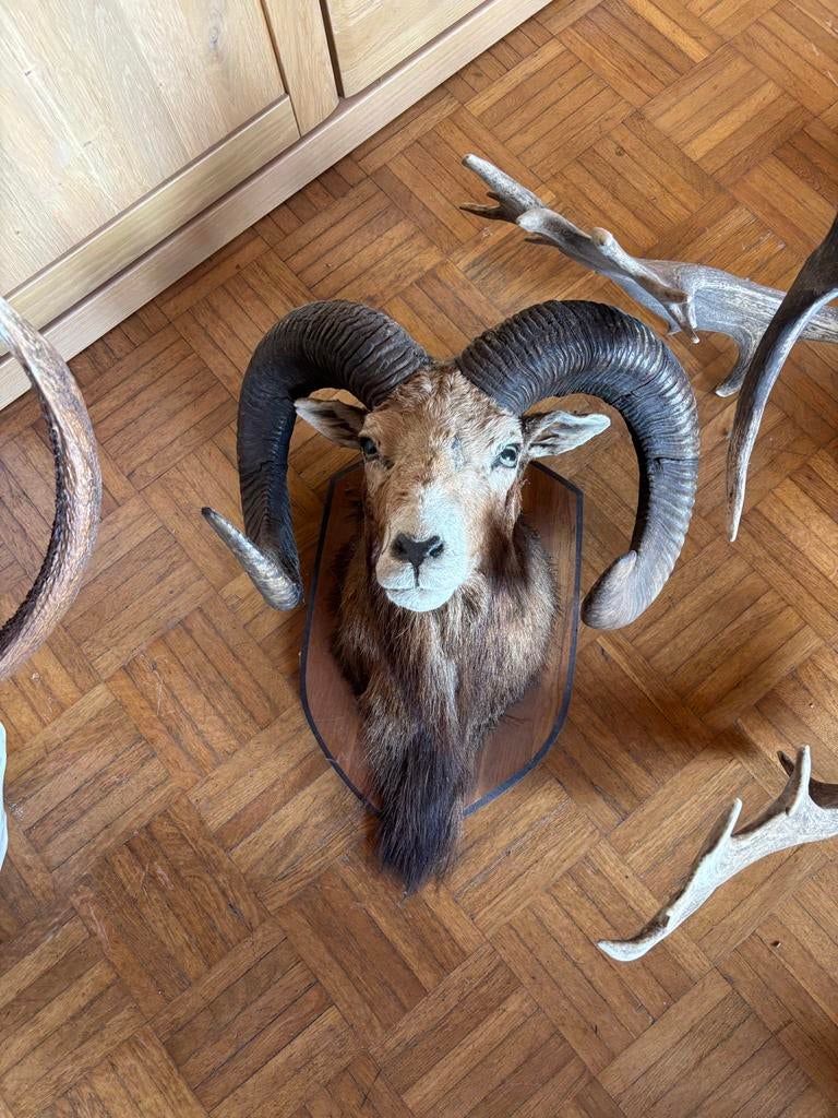 Prachtig opgezet moeflon gewei op schild, Verzamelen, Dierenverzamelingen, Gebruikt, Opgezet dier, Wild dier, Ophalen of Verzenden