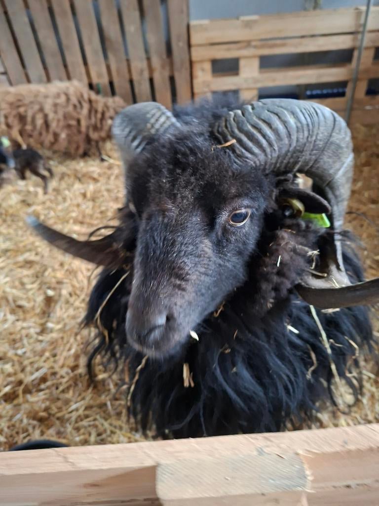 Ouessant / quissant bok zwart, Dieren en Toebehoren, Schapen, Geiten en Varkens, Mannelijk, Schaap, 0 tot 2 jaar