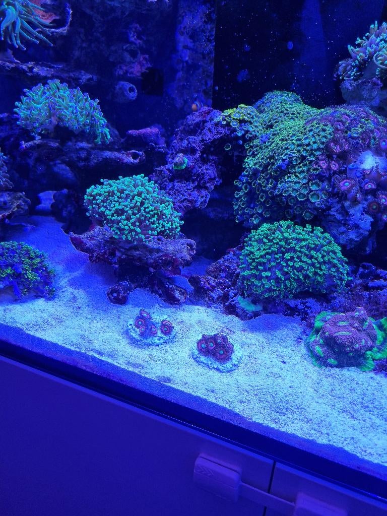 Diverse koralen stekken, Overige typen, Zoutwatervis