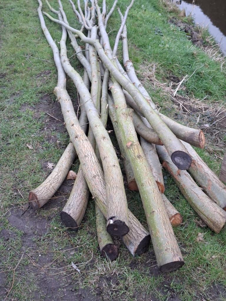 Wilgentenen knotten voor knotwilg, Ophalen, Bloeit niet, Volle zon, Overige soorten