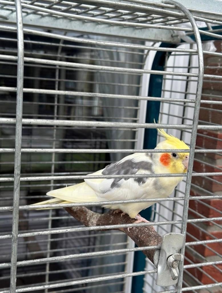 Papagaai, Ophalen of Verzenden, Zo goed als nieuw, Metaal, Vogelkooi