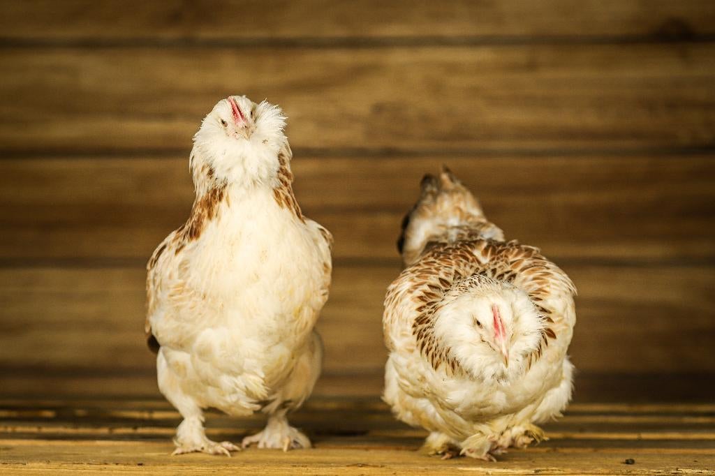 Faverolle groot | Rustige kippen | Vertrouwelijke kippen, Vrouwelijk, Kip