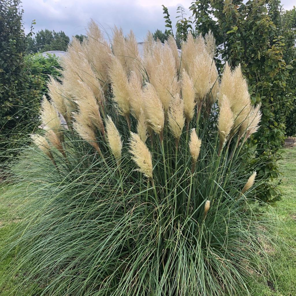 Cortaderia Seloana, Pampasgras, siergras met kwantum korting, Tuin en Terras, Planten | Tuinplanten, Ophalen of Verzenden, Vaste plant