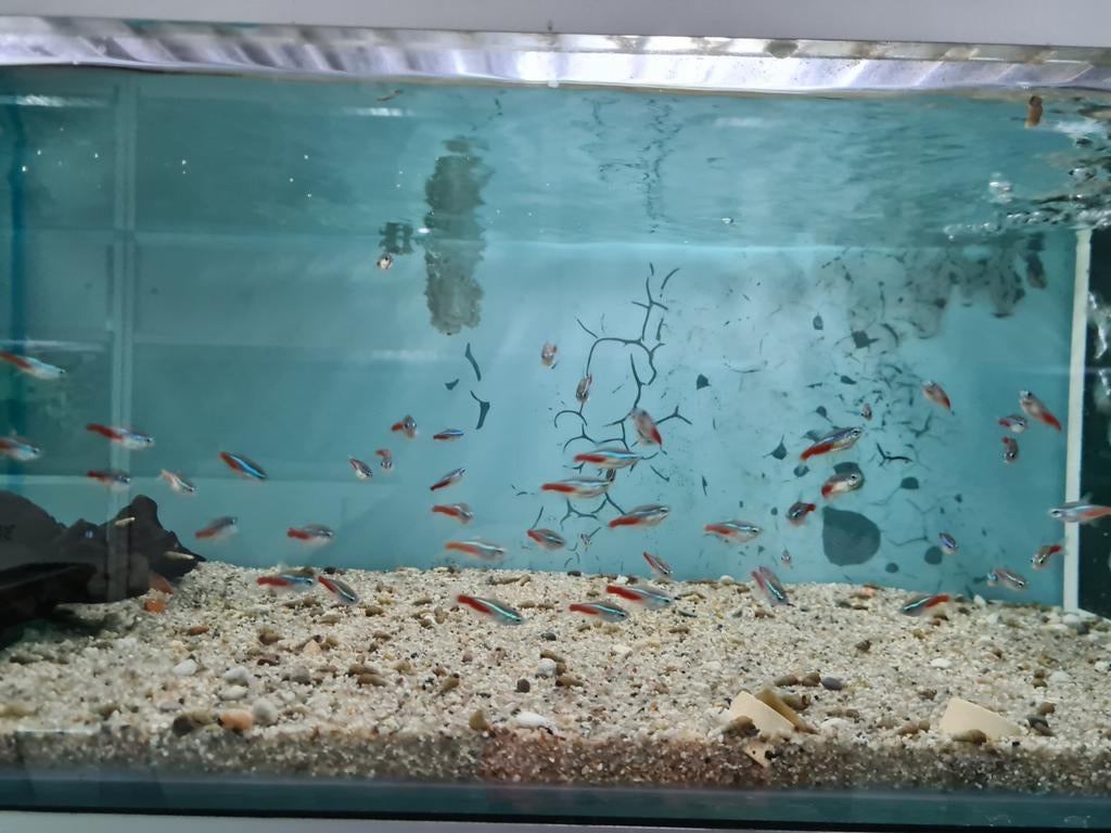 Neon Tetra, Paracheirodon Innesi, Neontetra, Vis, Zoetwatervis