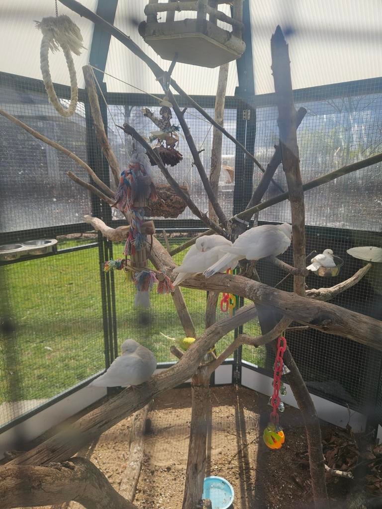 Jonge tortelduifjes., Dieren en Toebehoren, Meerdere dieren, Overige soorten