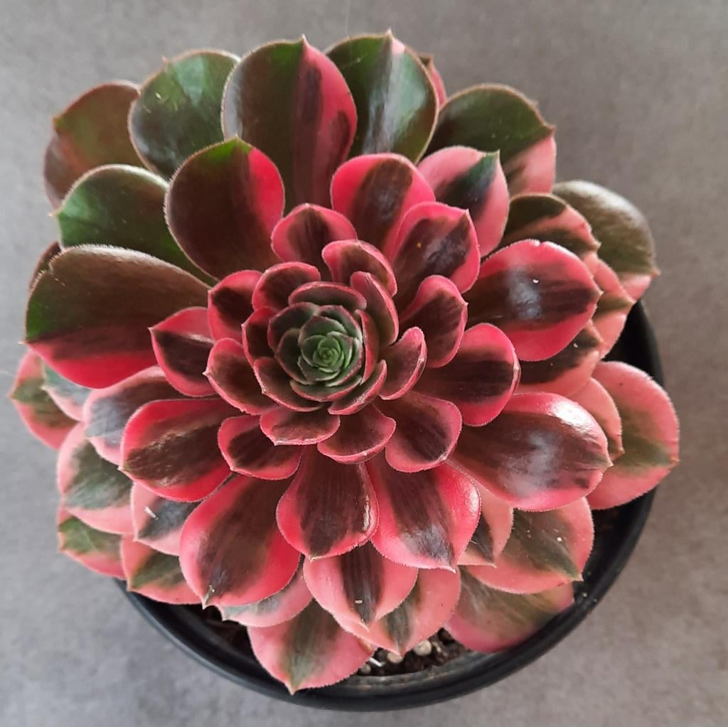 Aeonium Peacock Feathers, Vetplant, Ophalen of Verzenden, Minder dan 100 cm, Bloeiende kamerplant