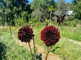 Dahlia, Ophalen of Verzenden, Voorjaar, Volle zon, Knol