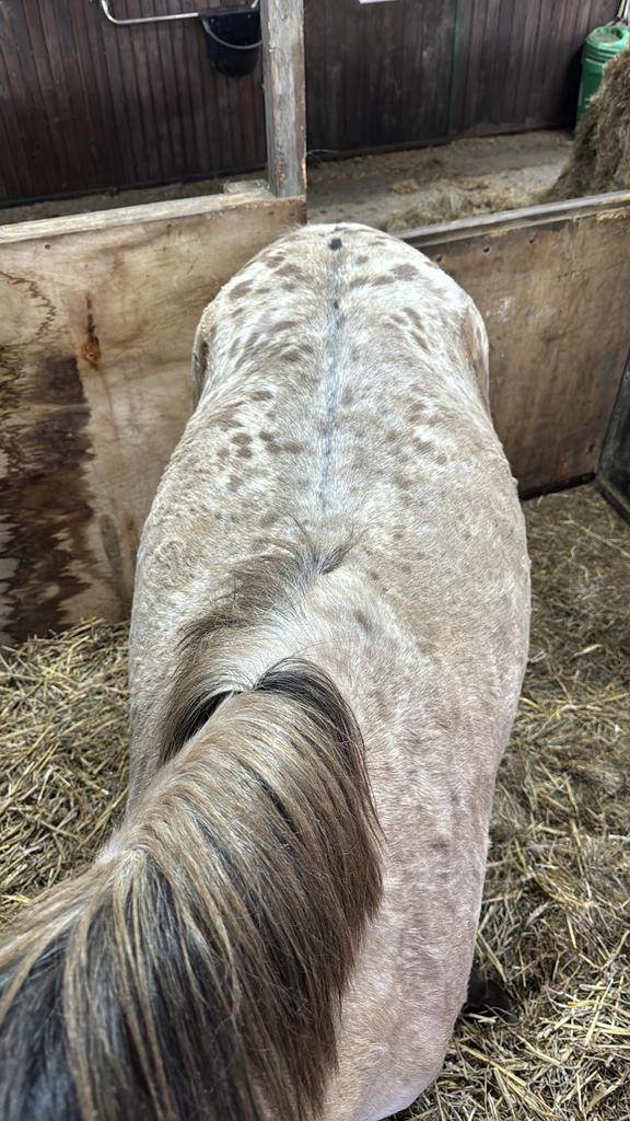 5 jarige valk D pony merrie, GRULLA APPALOOSA 3 jaar, Dressuurpony, Zadelmak, 3 tot 6 jaar, D pony (1.37m tot 1.48m)