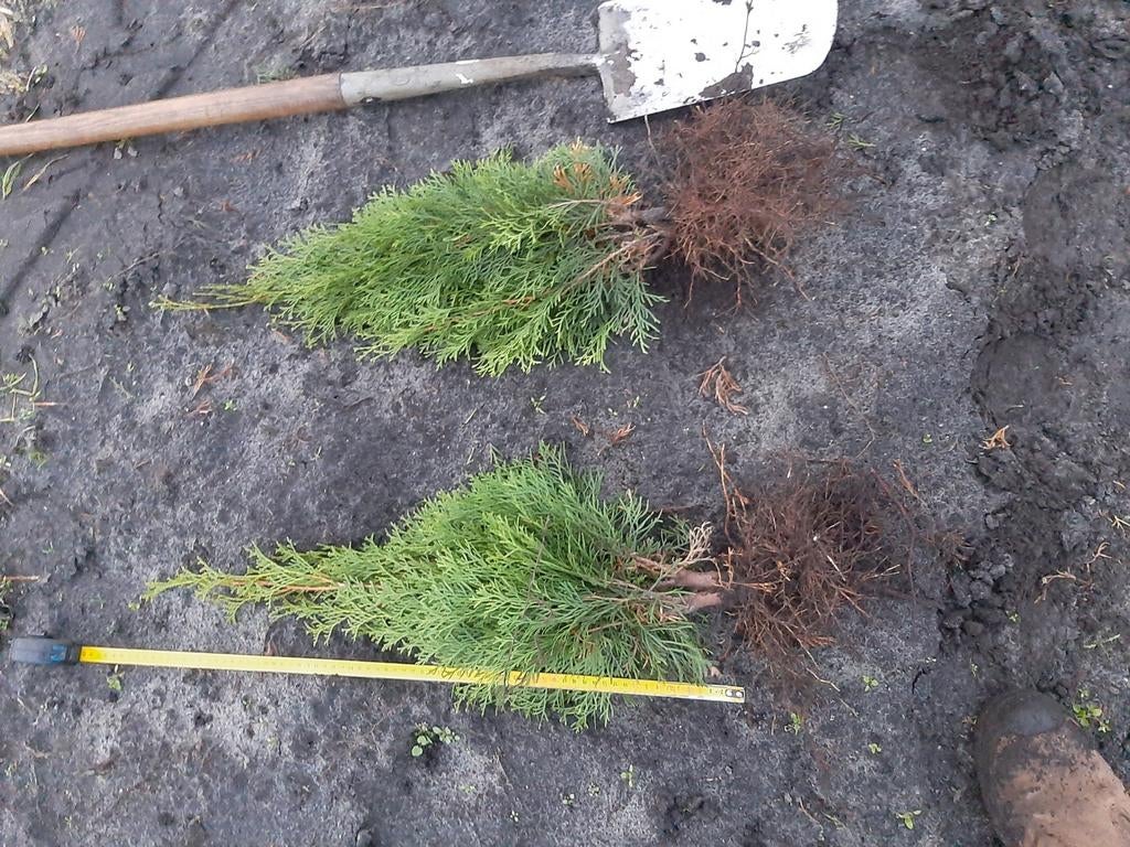 Thuja Occidentalis Smaragd Smalle Haagplant staffelprijzen, Ophalen of Verzenden, Overige soorten, Volle zon