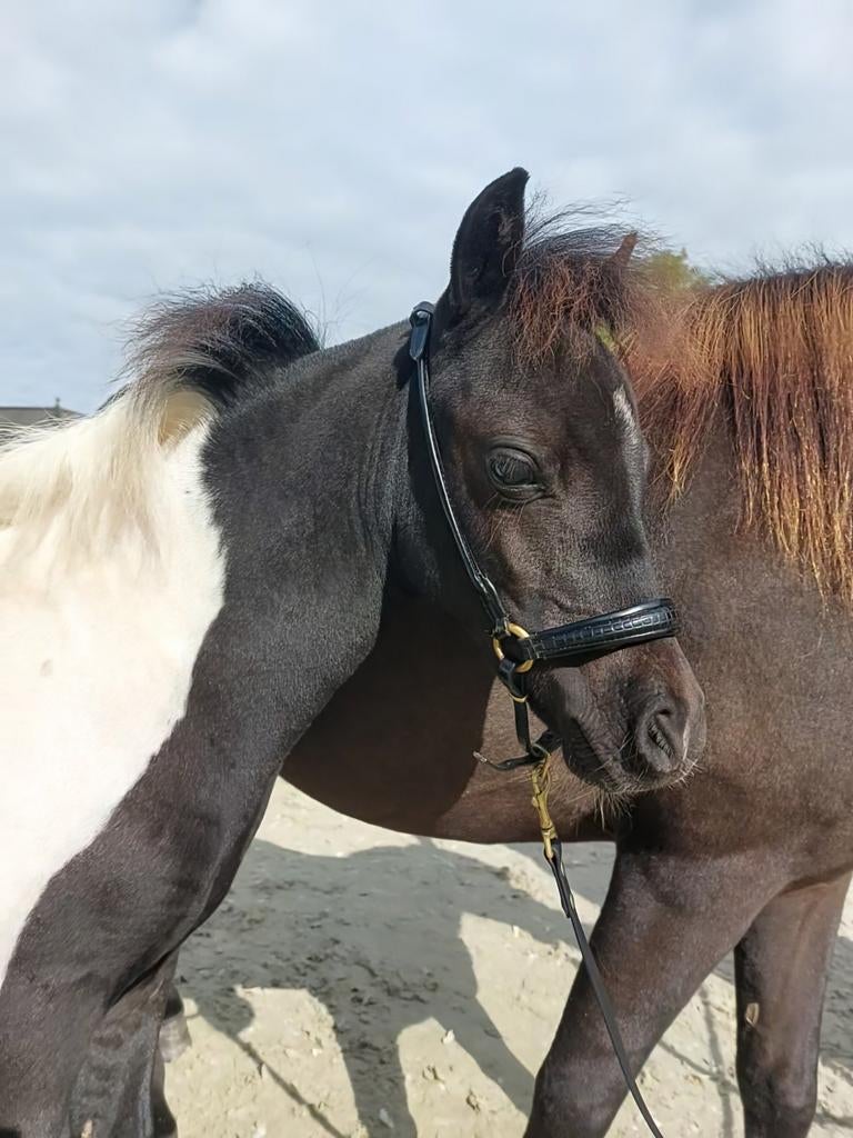 Buitenkans! Prachtig 1e premie NMPRS minipaardje, Dieren en Toebehoren, Pony's, Hengst, A pony (tot 1.17m), 0 tot 2 jaar