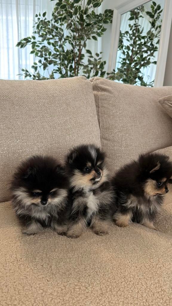 Pomeranian pups Pomeriaan, Pomeraniaan BLACK TAN, Particulier, 15 weken tot 1 jaar, Overige rassen, Buitenland