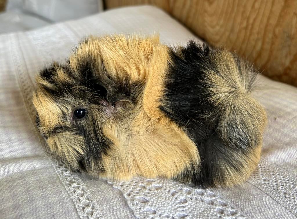 Jong cavia vrouwtje (peruvian x borstel ), Maart, Vrouwelijk, Cavia