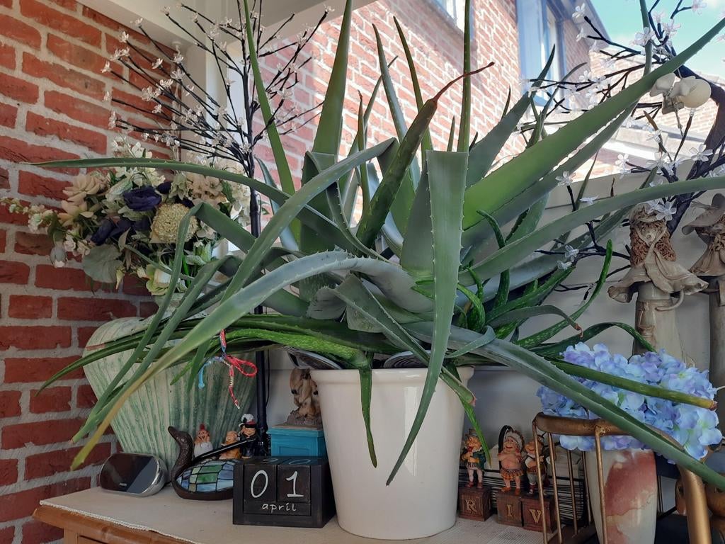 Grote Aloë Vera Plant, Tuin en Terras, Planten | Bomen, Ophalen of Verzenden, Volle zon, Overige soorten
