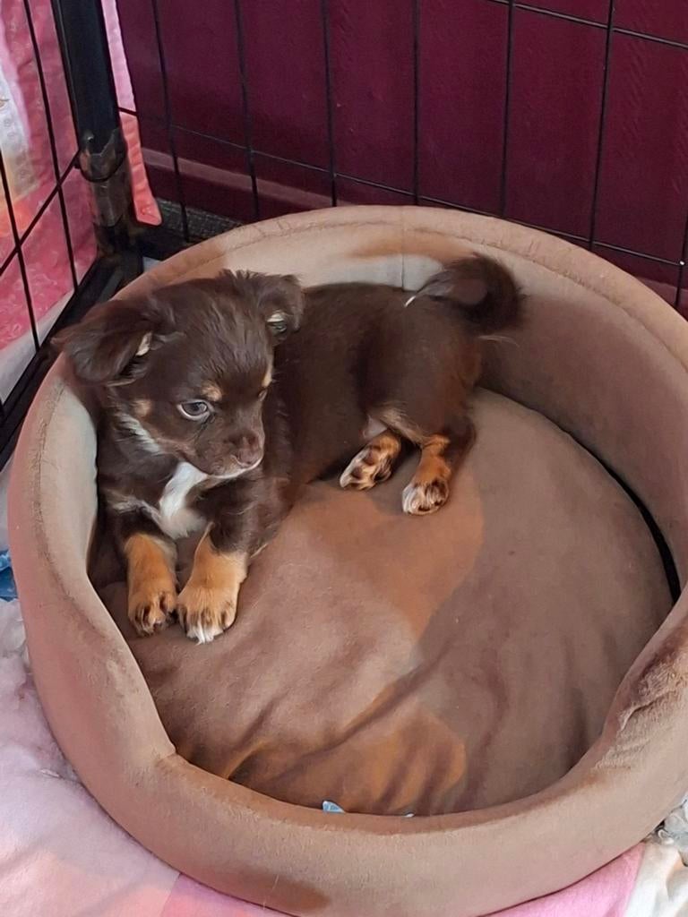 Te koop 1 lieve ondeugend chihuahua pup raszuiver 1 teefje, Parvo, 8 tot 15 weken, Teef, Meerdere