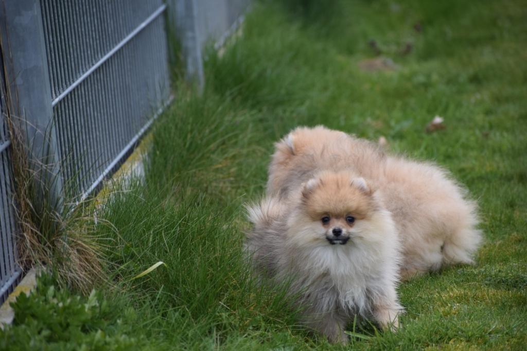 Pomeriaan,keeshond,dwergkees pup, Parvo, Keeshond, 15 weken tot 1 jaar, Buitenland