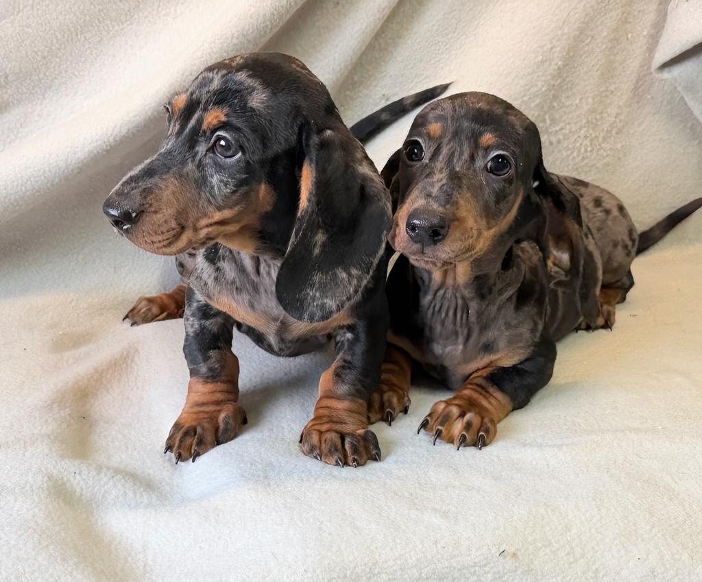 Teckel pups, Parvo, Nederland, 8 tot 15 weken, Korthaar