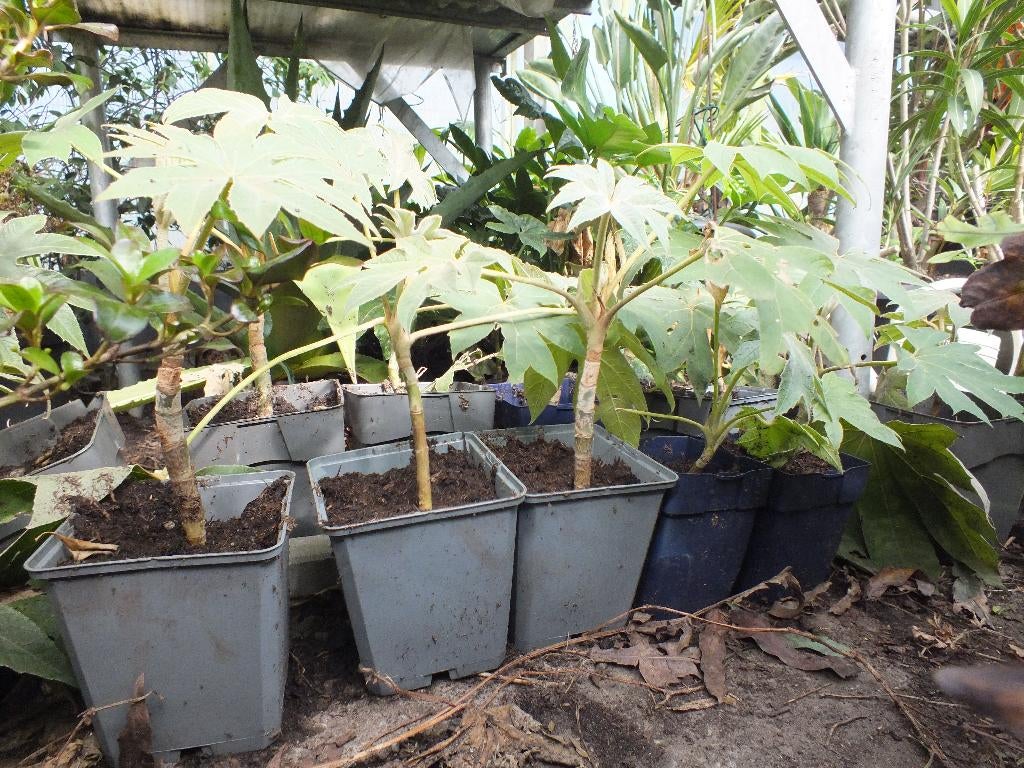 Tetrapanax Rijstpapierplant, Tuin en Terras, Planten | Tuinplanten, Ophalen, Overige soorten, Volle zon