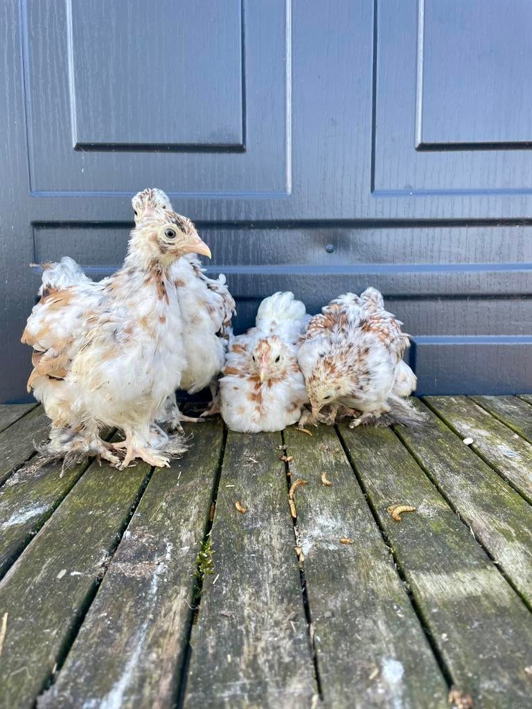 Cochin porselein hen kuikens (8 weken), Vrouwelijk, Kip