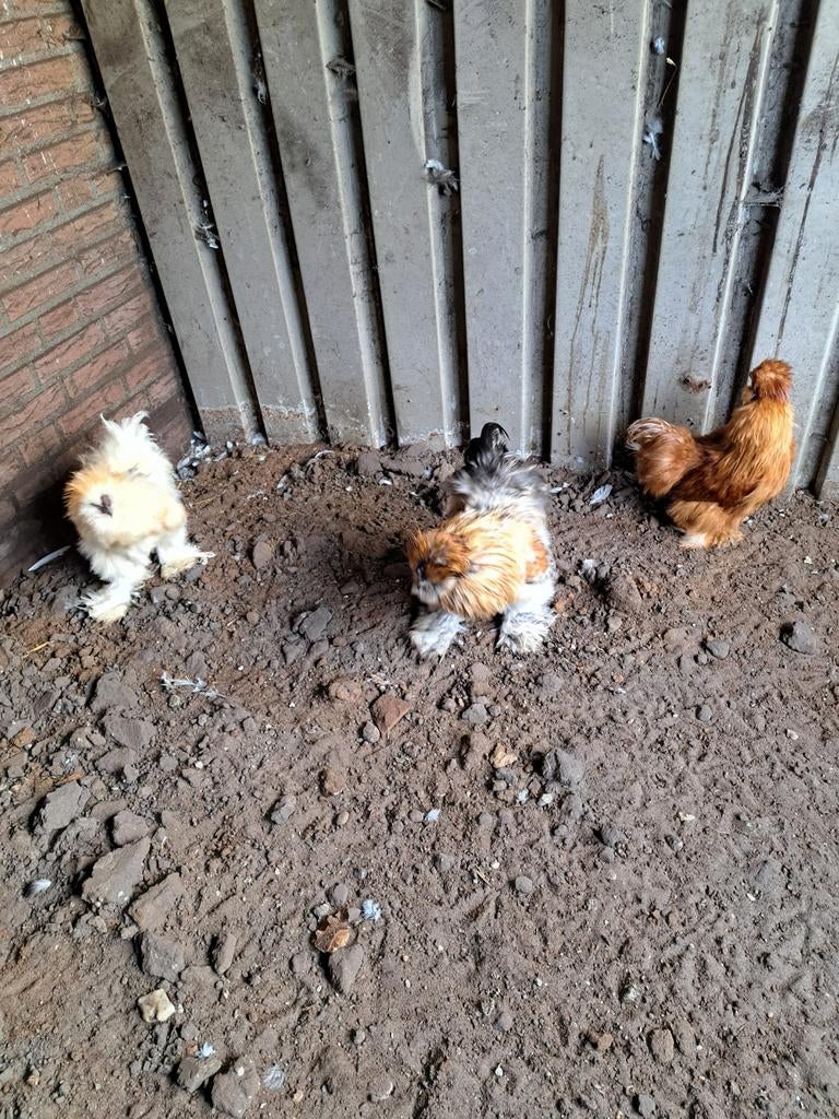 USA  zijdehoen hanen, Dieren en Toebehoren, Pluimvee