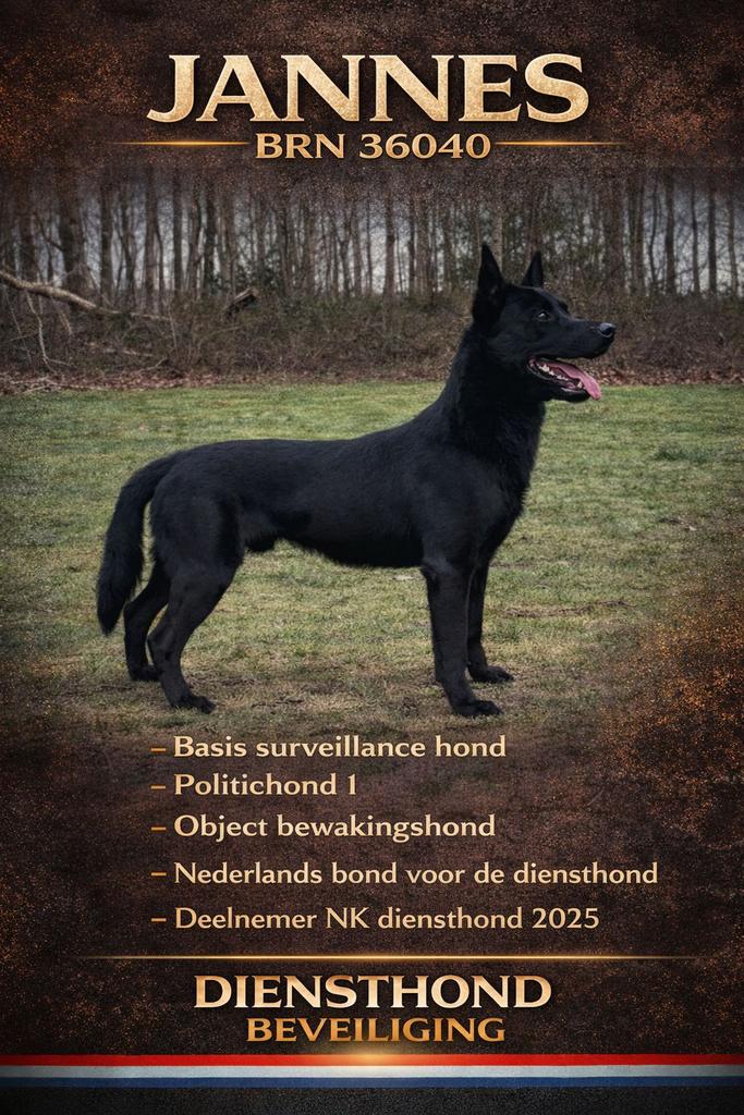 Ter dekking KNPV gecertificeerde zwarte mechelse herder, Dieren en Toebehoren, Honden | Dekreuen, Reu, Particulier, Eén hond, Nederland