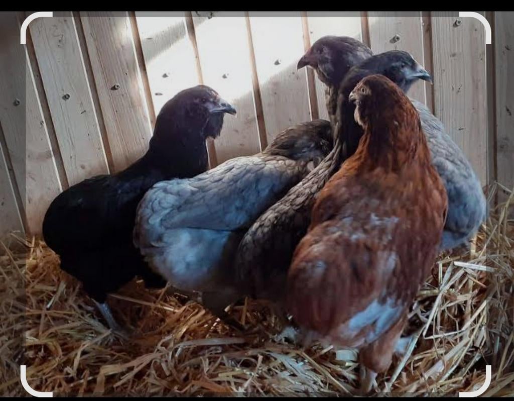 Ik verkoop Araucana-kippen, Dieren en Toebehoren, Pluimvee, Kip