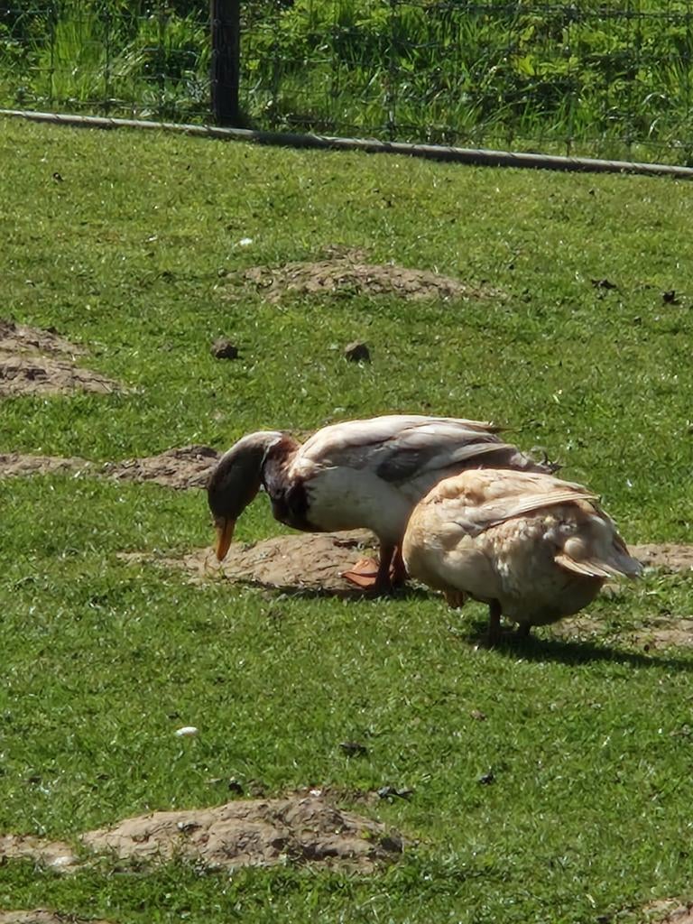 Loopeenden, Meerdere dieren, Eend