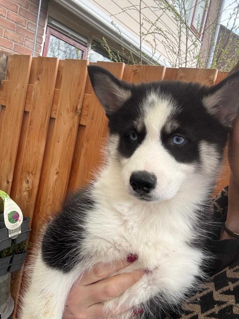 Lieve, Knappe, Gezonde pomsky pup mag verhuizen, 8 tot 15 weken, Poolhond, Parvo, Meerdere